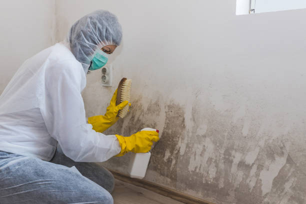 Best Commercial Mold Inspection  in Waynesville, NC