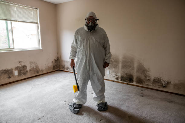 Best Post-Construction Mold Inspection  in Waynesville, NC